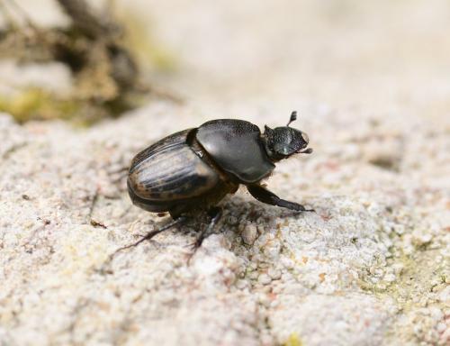 Réf. 321 896 : Onthophagus medius
