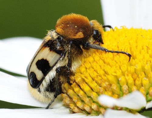 Réf. 321 240 : Trichius sp.