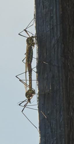 Nephrotoma appendiculata