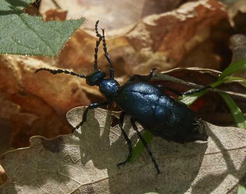 Réf. 321 749 : Meloe violaceus