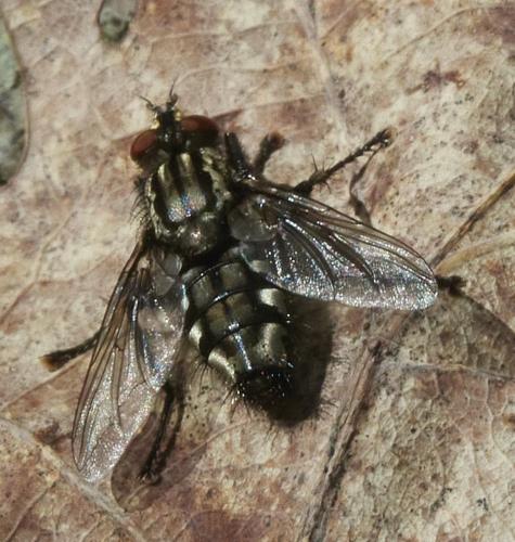 Sarcophaga sp.