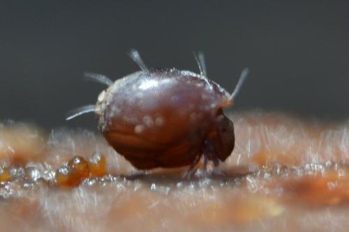 Steganacarus anomalus