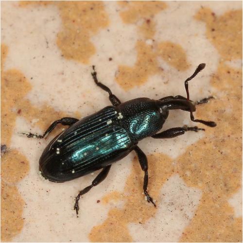 Réf. 321 232 : Aulacobaris sp.