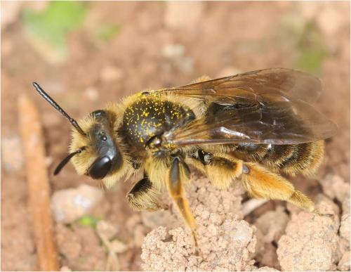 Réf. 321 625 : Andrena humilis
