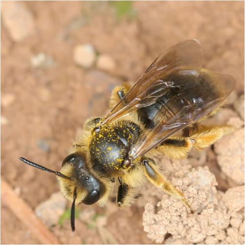 Réf. 321 624 : Andrena humilis