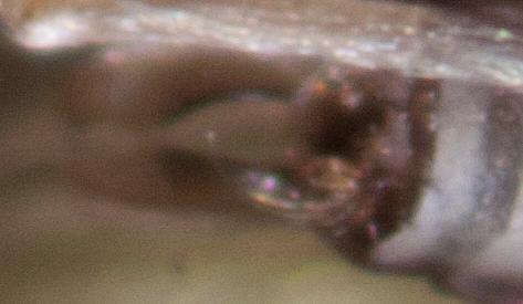 Réf. 321 536 : Psychomyia pusilla