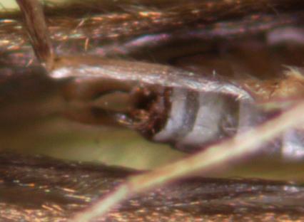 Réf. 321 589 : Psychomyia pusilla