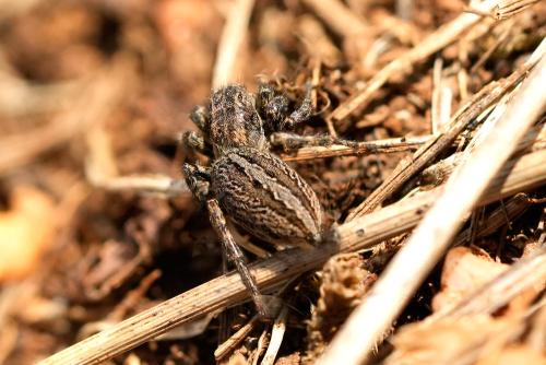 Phlegra cinereofasciata
