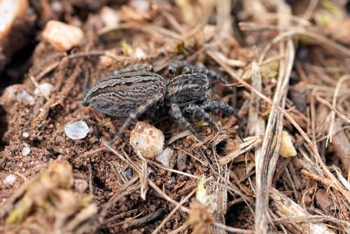 Phlegra cinereofasciata