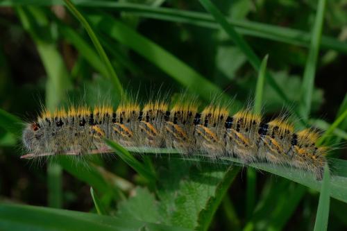 Lasiocampa trifolii