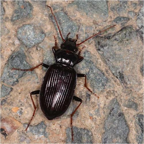 Réf. 321 526 : Nebria salina