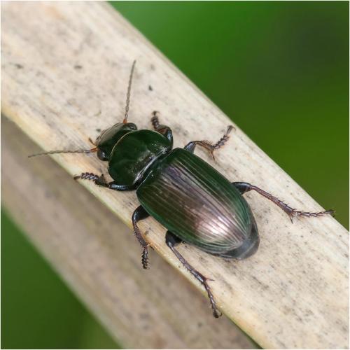 Réf. 321 791 : Harpalus affinis