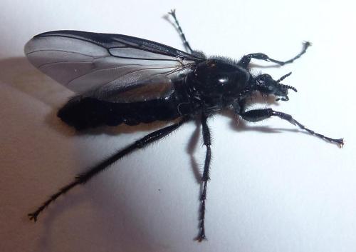 Bibio marci