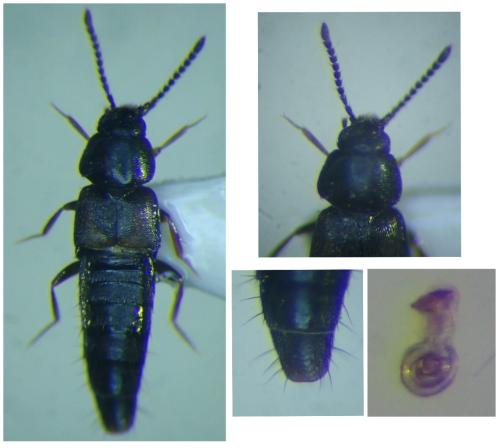 Atheta melanaria