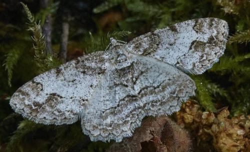 Paradarisa consonaria