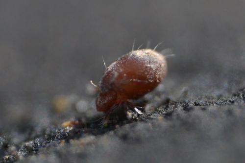 Steganacarus anomalus