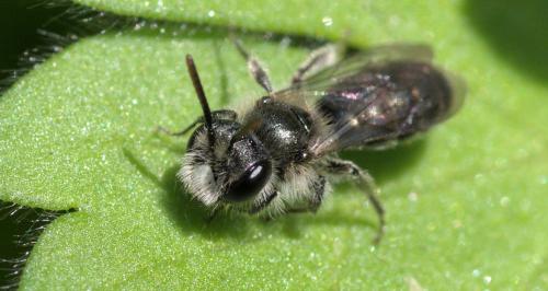 Andrena viridescens