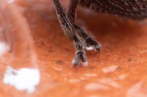 Ceutorhynchus contractus