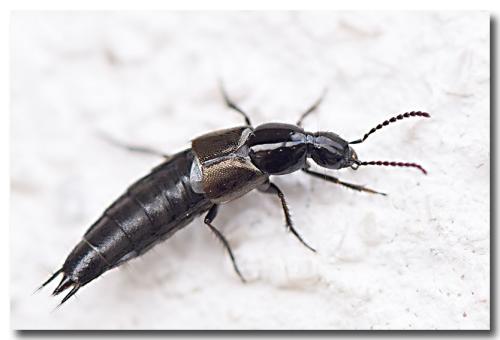 Philonthus sp.
