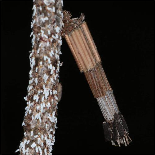 Réf. 321 623 : Lepidoscia sp.