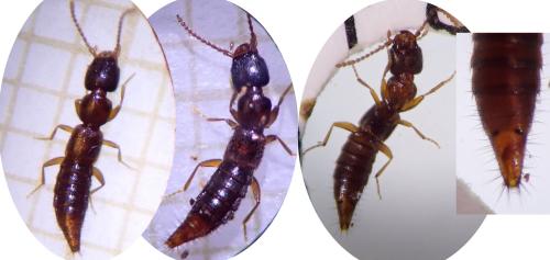 Réf. 321 450 : Medon brunneus