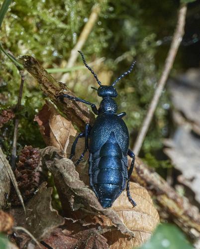Meloe violaceus