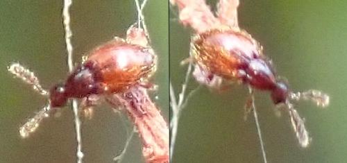Euconnus sp.