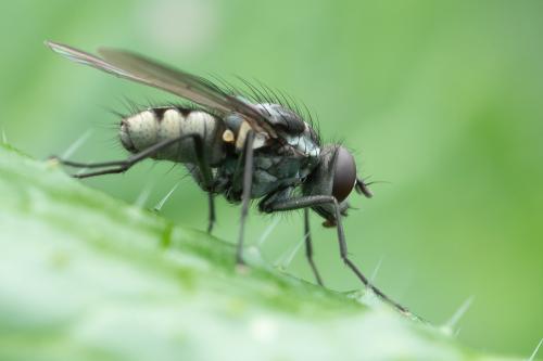Réf. 321 846 : Limnophora sp.