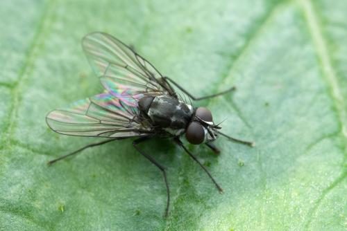 Réf. 321 845 : Limnophora sp.