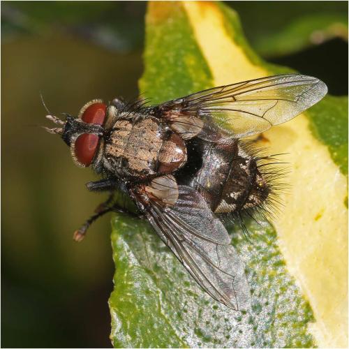 Panzeria sp.