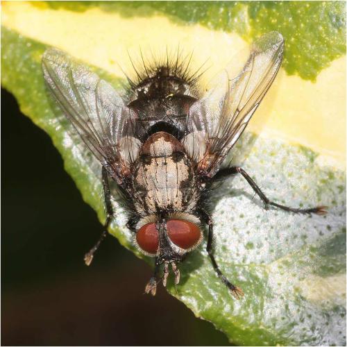 Panzeria sp.