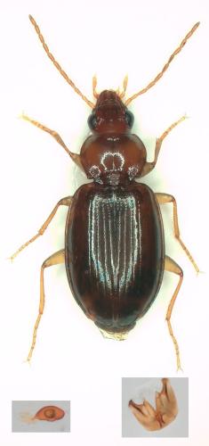 Ocys tachysoides