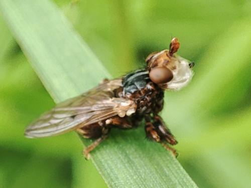 Myopa testacea