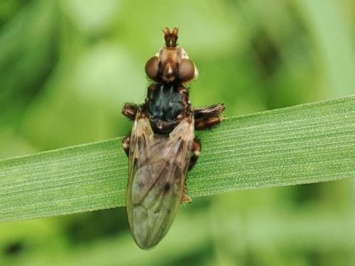 Myopa testacea