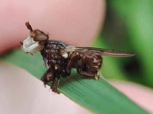 Réf. 321 265 : Myopa testacea