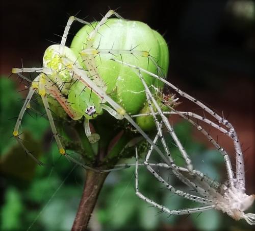 Peucetia sp.