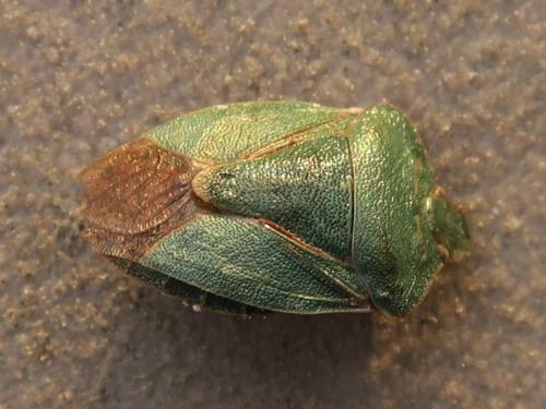 Palomena prasina