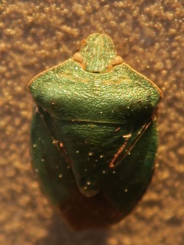 Palomena prasina