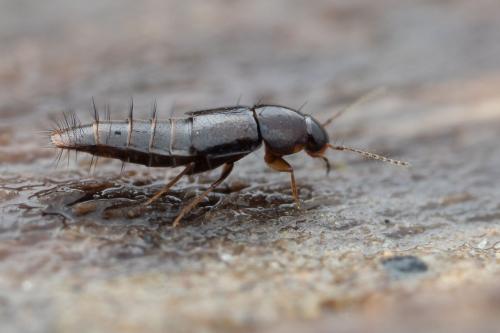 Réf. 321 853 : Habrocerus capillaricornis