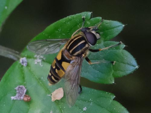 Réf. 321 794 : Helophilus pendulus