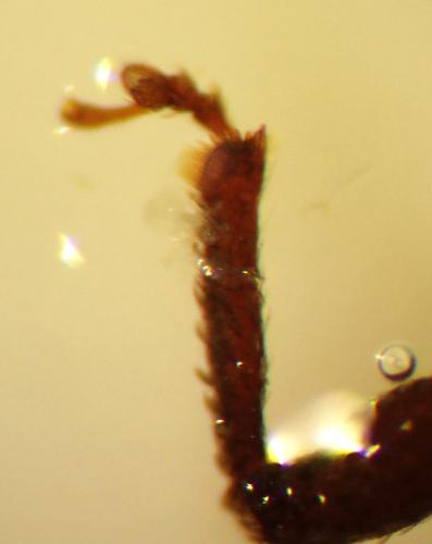 Entiminae