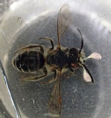 Andrena sp.