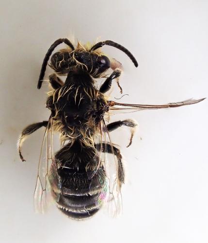 Réf. 321 415 : Andrena sp.