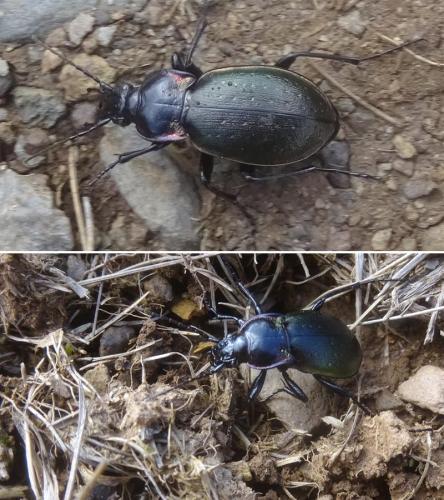 Carabus nemoralis