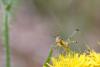 321401 – Photo : Gilles Creyssac – France (16)