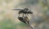 321160 – Photo : Guillaume Paulus – France (13)