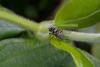 321224 – Photo : Michel Renou – France (91)