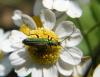321505 – Photo : Philippe Fourtier – France (77)