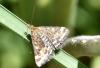 321350 – Photo : Michel Mathieu – France (34)