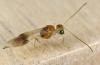 321371 – Photo : Paul Vignac – France (76)